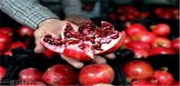 افزایش کیفیت تولید انار با بررسی علمی و تحقیقاتی
