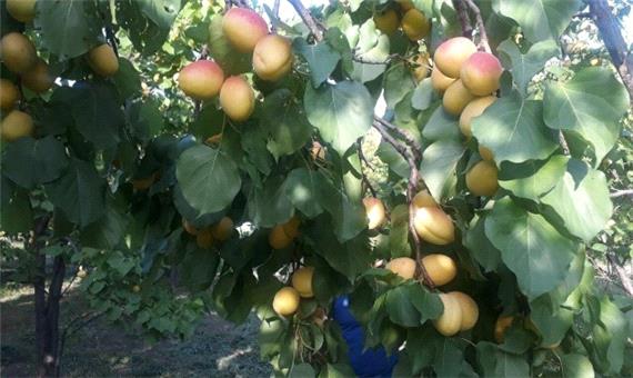 برداشت نوبرانه زردآلو و قیصی از باغ‌های رابر