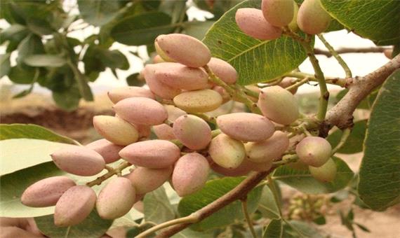 پیش بینی برداشت سه هزار تن پسته خشک در شهربابک