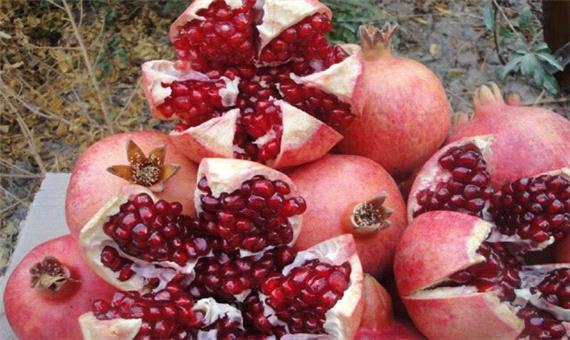 کاهش برداشت انار در یزد