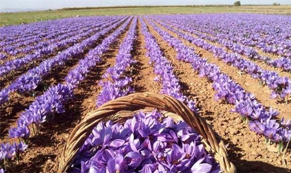 برداشت طلای سرخ از مزارع رفسنجان + تصاویر