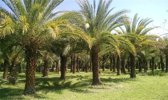 خروج شهرستان ریگان از تک‌محصولی بودن