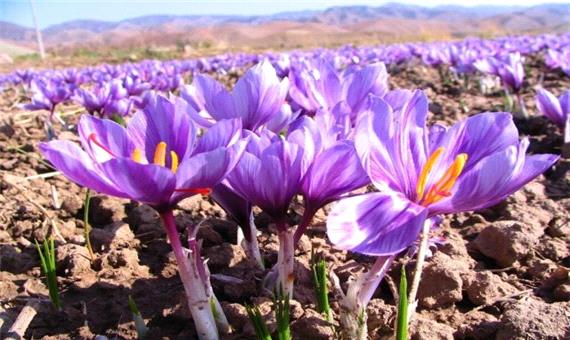 سطح زیرکشت زعفران در قطب پسته ایران 9 برابر شد