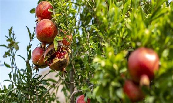 برداشت انار از سطح 130 هکتاری باغ‌های شاهرود
