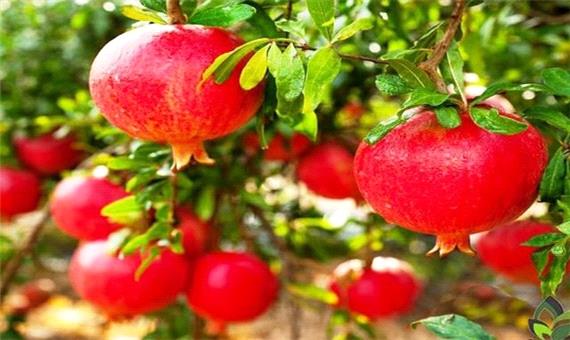 استان سمنان پنجمین تولید کننده انار در کشور