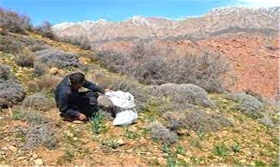 برداشت سه هزار تُن انواع گیاهان دارویی در جنوب کرمان
