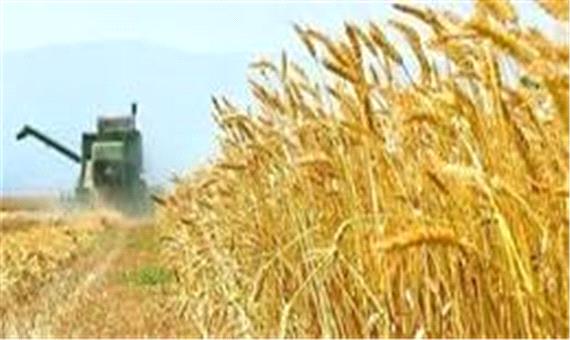 راه‌اندازی هفت مرکز خرید گندم درجنوب کرمان