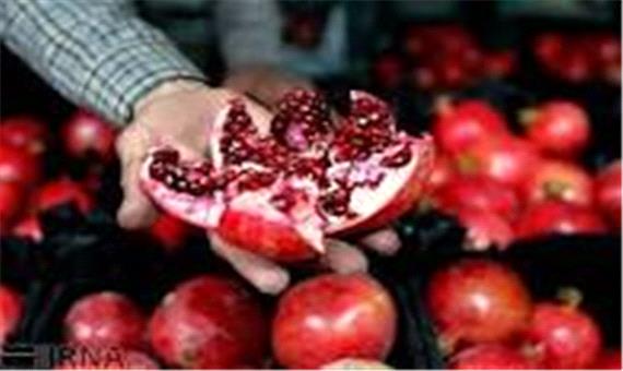 افزایش کیفیت تولید انار با بررسی علمی و تحقیقاتی