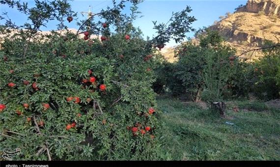 برداشت یاقوت سرخ از باغات بخش کوهمره سرخی شیراز + تصاویر