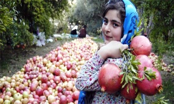 برداشت بیش از 7000 تن محصول انار از باغات استان آذربایجان‌شرقی