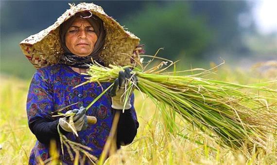 تشکیل 6 هزار صندوق خرد زنانه در بافت روستایی و عشایری