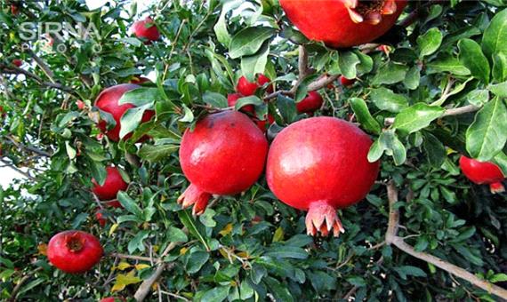 برداشت 1400 تن انار ارگانیک از باغات شهرستان خداآفرین