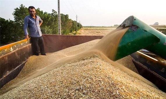 قیمت جهانی گندم کاهش بافت