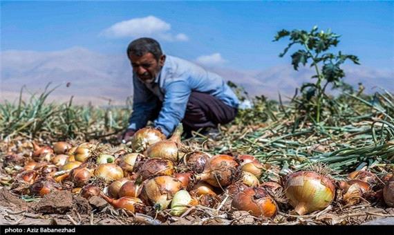 بهره‌وری حلقه گمشده کشاورزی در استان کرمان است