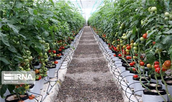 جنوب کرمان رتبه نخست تولید محصولات جالیزی گلخانه‌ای کشور را دارد