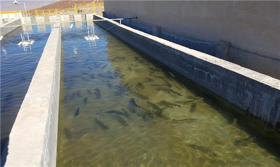 نخستین مرکز پرورش بچه ماهی جنوب شرق کشور، در بردسیر فعال شد