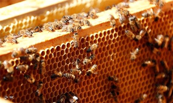 دوره آموزشی تولید زهر زنبور عسل در جنوب کرمان برگزار شد