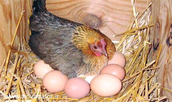 مرکز شماره 3 مرغ تخمگذار شرکت سیمرغ بردسیر کرمان افتتاح شد
