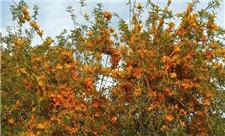 پرپوک: گونه ای نادر که جزو زیباترین درختان جهان است