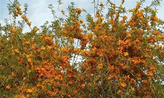 پرپوک گونه‌ای نادر که جزء زیباترین درختان جهان است