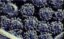 ویروس کرونا به بافت های چربی حمله می کند