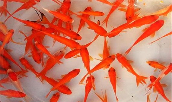کدام ماهی قرمزها را نخریم؟