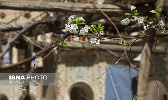 شکفتن شکوفه‌های بهاری در شعر فارسی