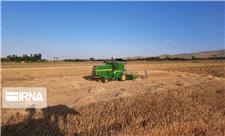 کاشت گندم در جنوب کرمان 10 درصد افزایش یافت