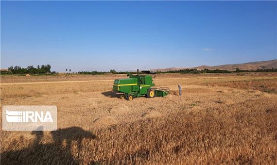 کاشت گندم در جنوب کرمان 10 درصد افزایش یافت