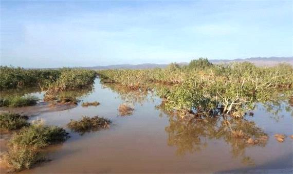 سیل، 400 هکتار از باغات پسته رفسنجان را نابود کرد