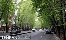 جریمه 117میلیارد تومانی برای خشکاندن درختان خیابان ولیعصر(عج)/ تقدیر از شهرداری برای پیگیری