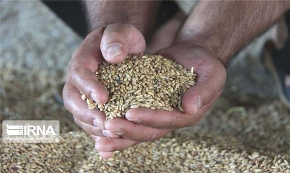 خرید گندم در کرمان 40 درصد افزایش یافت