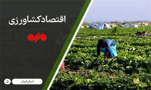 کشاورزان کرمان پشت سد صادرات/ برندسازی حلقه مفقوده کشاورزی