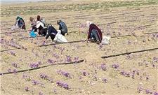 آغاز برداشت زعفران از مزارع سیرجان/ افزایش 27 درصدی تولید محصول نسبت به سال گذشته