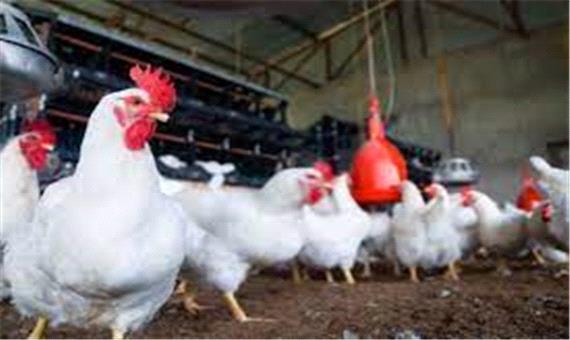 فروش و کشتار مرغ زنده در رفسنجان ممنوع و غیرقانونی است