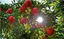 صادارت 70 درصد از محصول انار «تنگه سیاب» به استان‌های هم‌جوار