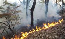 اطفای لکه ای آتش در جنگل های رودبار/ هیچ درختی نسوخته
