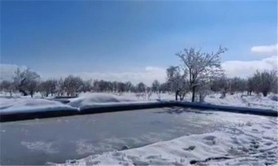 هشدار سرمازدگی محصولات کشاورزی در جنوب کرمان