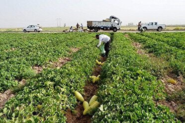 رونق برداشت میوه های تابستانی و آبدار در راین