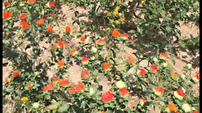 ثبت دو رقم جدید گیاه گلرنگ