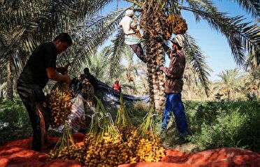 اهداء دو و نیم تن خرما در قالب زکات واجب توسط باغداران کهنوجی