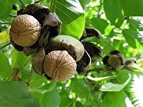 گردوی رابر در بازار