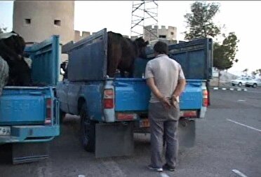 دستگیری گروه سارقان احشام
