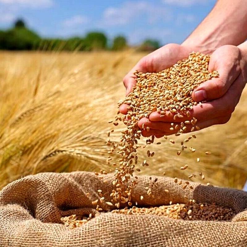 قیمت خرید تضمینی گندم کِی اعلام می‌شود؟