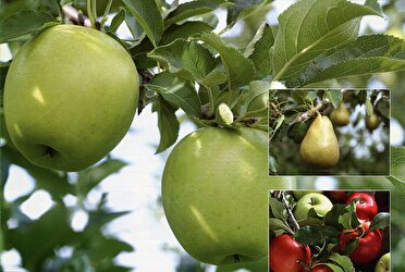 گلزار بردسیر ایستگاه هفتمین جشنواره سیب و گلابی