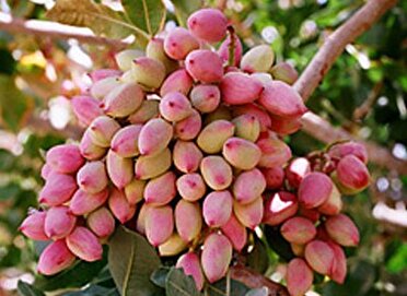 برداشت پسته در بم