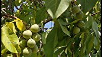 برگزاری جشنواره گردو در جنوب کرمان