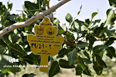 جمع اوری بیش از ۷ میلیارد زکات در انار