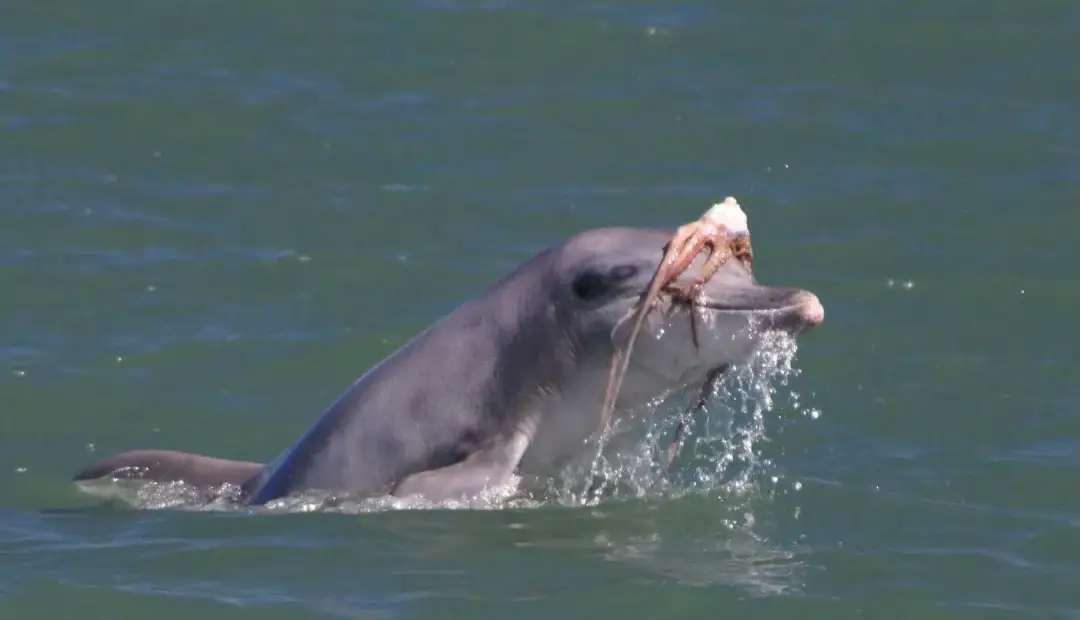 مد دریایی عجیب؛ دلفین‌ها برای دلربایی از ماده‌ها روی سرشان کلاه‌گیس می‌گذارند