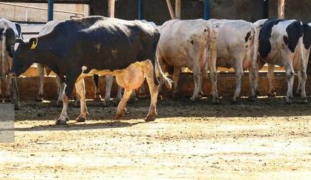 صنعت لبنیات در تب داغ تورم و تب برفکی!